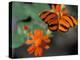 Acraea at Butterfly World, Florida, USA-Michele Westmorland-Premier Image Canvas