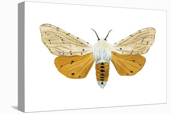 Acrea Moth (Estigmene Acraea), Insects-Encyclopaedia Britannica-Stretched Canvas