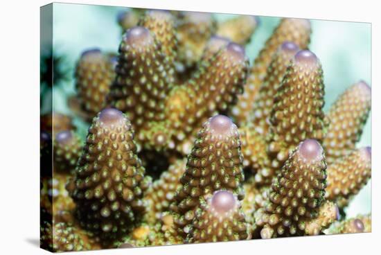 Acropora Plate Coral Polyps-Georgette Douwma-Premier Image Canvas