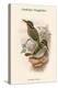 Actenoides Lindsayi - Lindsay's Kingfisher-John Gould-Stretched Canvas