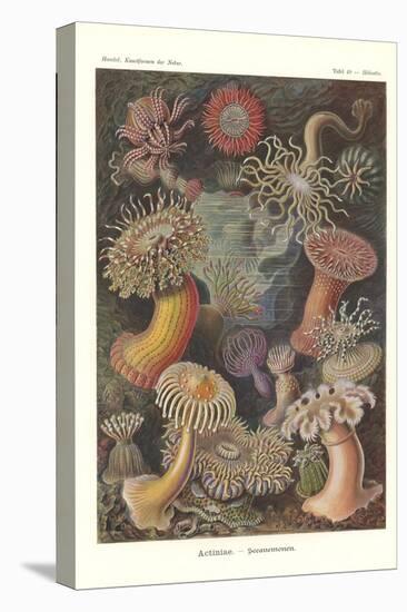 Actiniae - Sea Anemone, Pl.49, from 'Kunstformen Der Natur', Engraved by Adolf Giltsch, Published…-Ernst Haeckel-Premier Image Canvas