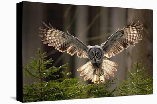 Action Scene from the Forest with Owl. Flying Great Grey Owl, Strix Nebulosa, above Green Spruce Tr-Ondrej Prosicky-Premier Image Canvas