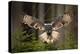 Action Scene from the Forest with Owl. Flying Great Grey Owl, Strix Nebulosa, above Green Spruce Tr-Ondrej Prosicky-Premier Image Canvas