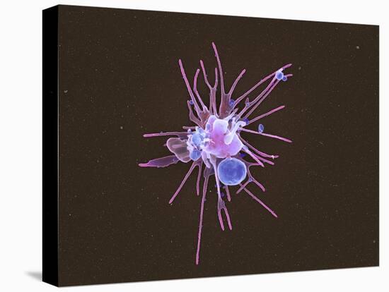 Activated Platelet, SEM-Science Photo Library-Premier Image Canvas