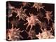 Activated Platelets, Artwork-David Mack-Premier Image Canvas