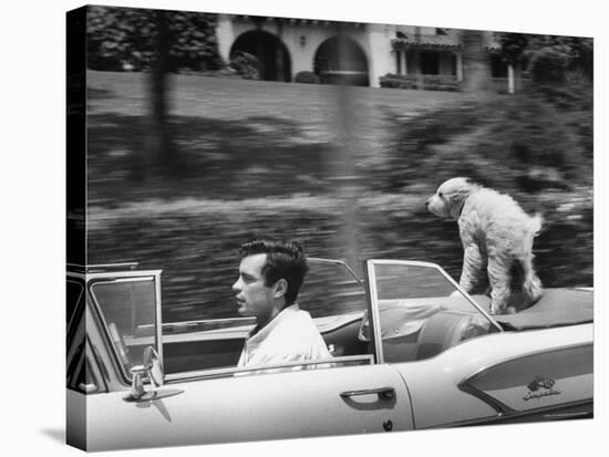 Actor/Artist Gardner McKay Speeding Along in Chevrolet Convertible as His Dog Enjoys the Ride-Allan Grant-Premier Image Canvas