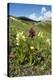 Actylorhiza Sambucina-Paul Harcourt Davies-Premier Image Canvas