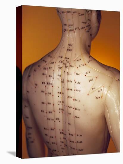 Acupuncture Model-Lawrence Lawry-Premier Image Canvas