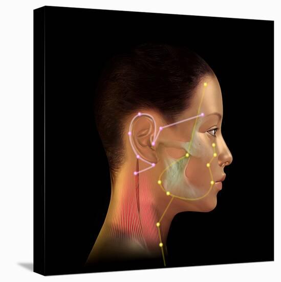 Acupuncture Points-David Gifford-Premier Image Canvas