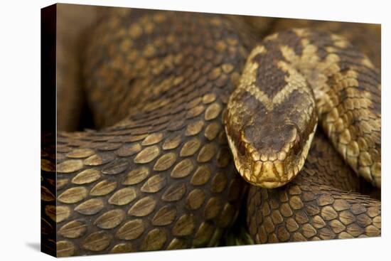 Adder (Vipera Berus) Basking in the Spring, Staffordshire, England, UK, April-Danny Green-Premier Image Canvas