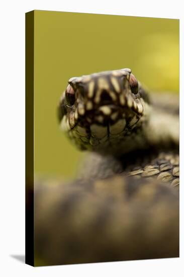 Adder (Vipera Berus) Portrait, Staffordshire, England, UK, April-Danny Green-Premier Image Canvas