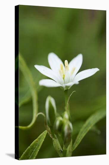 addersmeat, Stellaria holostea, blossom, close-up-David & Micha Sheldon-Stretched Canvas