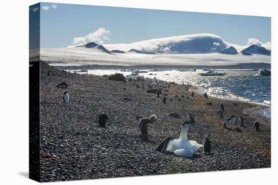Adelie and gentoo penguins, Brown Bluff, Tabarin Peninsula, Antarctica, Polar Regions-Michael Runkel-Premier Image Canvas