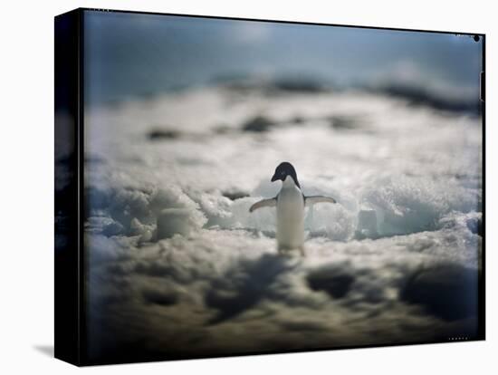 Adelie Penguin, Antarctica-Paul Souders-Premier Image Canvas