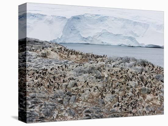 Adelie Penguin Colony (Pygoscelis Adeliae), Commonwealth Bay, Antarctica, Polar Regions-Thorsten Milse-Premier Image Canvas