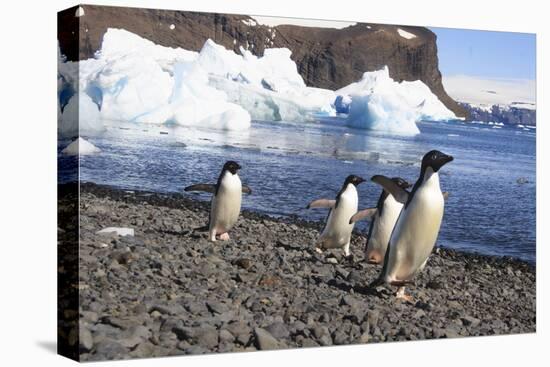 Adelie Penguin. Devil Island, Antarctica.-Tom Norring-Premier Image Canvas