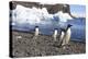 Adelie Penguin. Devil Island, Antarctica.-Tom Norring-Premier Image Canvas