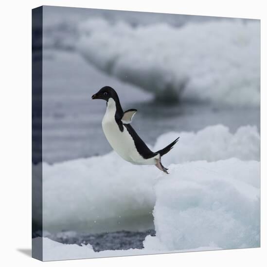 Adelie Penguin Dive-Joe McDonald-Premier Image Canvas