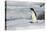 Adelie penguin (Pygoscelis adeliae) colony in Hope Bay, Antarctica, Polar Regions-Michael Runkel-Premier Image Canvas