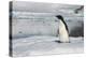 Adelie penguin (Pygoscelis adeliae) colony in Hope Bay, Antarctica, Polar Regions-Michael Runkel-Premier Image Canvas