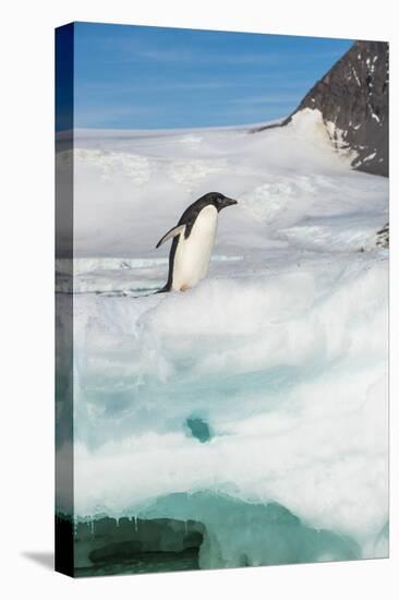 Adelie penguin (Pygoscelis adeliae) colony in Hope Bay, Antarctica, Polar Regions-Michael Runkel-Premier Image Canvas