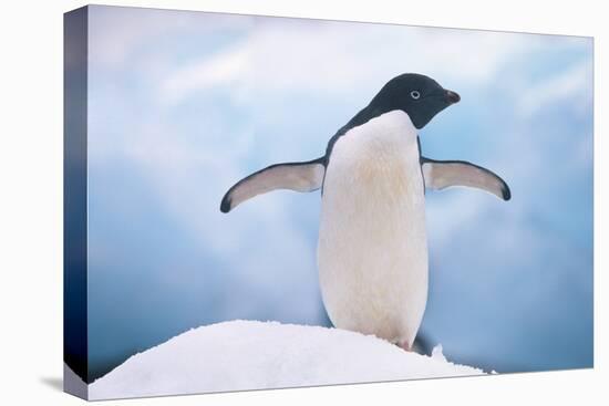 Adelie Penguin with Wings Outstretched-DLILLC-Premier Image Canvas