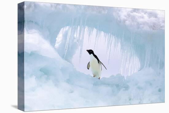 Adelie Penguin-null-Premier Image Canvas