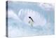 Adelie Penguin-null-Premier Image Canvas