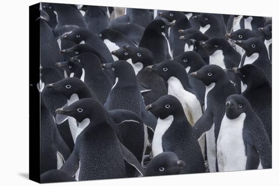 Adelie penguins, Antarctica-Art Wolfe-Premier Image Canvas