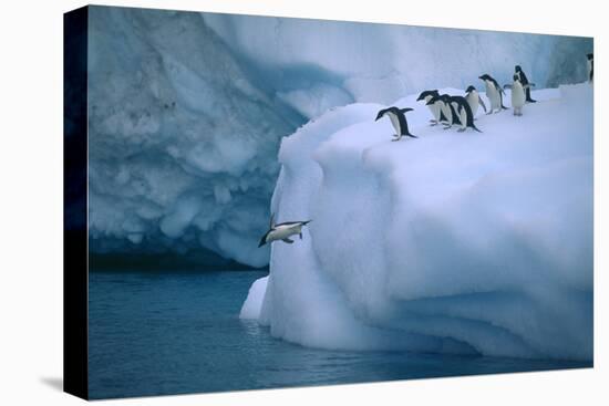 Adelie Penguins Jumping into Water-DLILLC-Premier Image Canvas