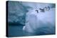 Adelie Penguins Jumping into Water-DLILLC-Premier Image Canvas