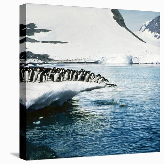 Adelie Penguins Leaping Off Ice-null-Premier Image Canvas