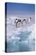 Adelie Penguins on Ice Floe next to Water-DLILLC-Premier Image Canvas