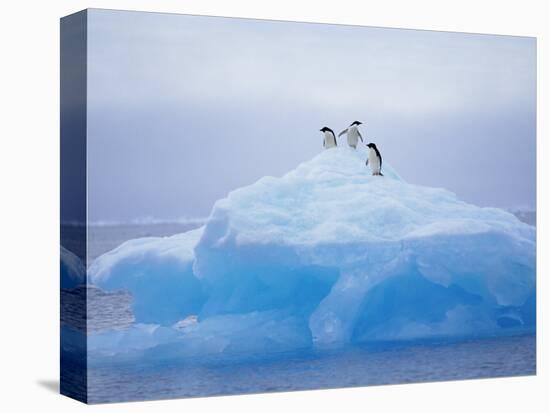 Adelie Penguins on Iceberg, Paulet Island, Antarctica, Polar Regions-David Tipling-Premier Image Canvas