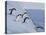 Adelie Penguins, Paulet Island, Antartica, Antarctic-Hugh Rose-Premier Image Canvas