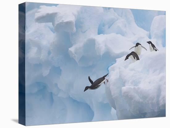 Adelie Penguins, Paulet Island, Antartica, Antarctic-Hugh Rose-Premier Image Canvas