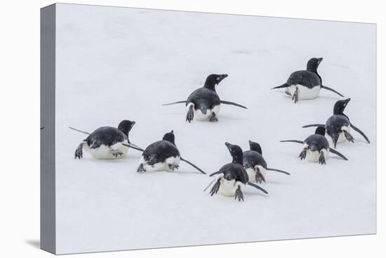 Adelie Penguins (Pygoscelis Adeliae) Tobogganing to the Sea at Brown Bluff-Michael Nolan-Premier Image Canvas