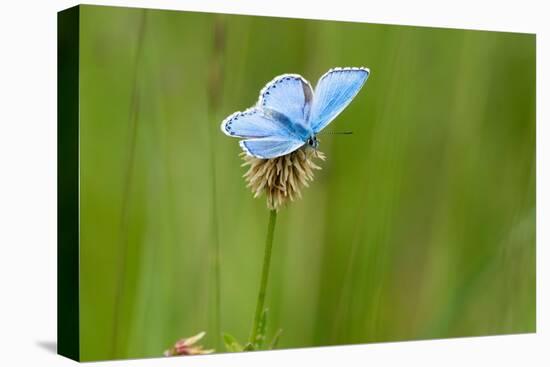 Adonis blue butterfly resting on Clover, Upper Bavaria, Germany-Konrad Wothe-Premier Image Canvas