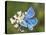 Adonis Blue Butterfly-Adrian Bicker-Premier Image Canvas