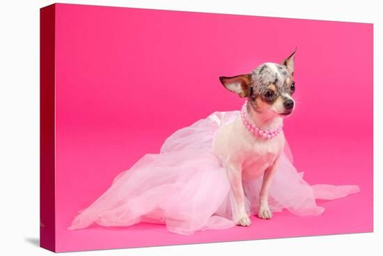 Adorable Chihuahua Dressed Like Ballerina Dancer-vitalytitov-Premier Image Canvas