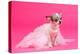 Adorable Chihuahua Dressed Like Ballerina Dancer-vitalytitov-Premier Image Canvas