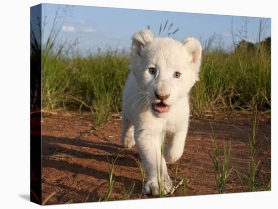 Adorable Portrait of a White Lion Cub Walking and Smiling with Direct Eye Contact.-Karine Aigner-Premier Image Canvas