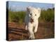 Adorable Portrait of a White Lion Cub Walking and Smiling with Direct Eye Contact.-Karine Aigner-Premier Image Canvas