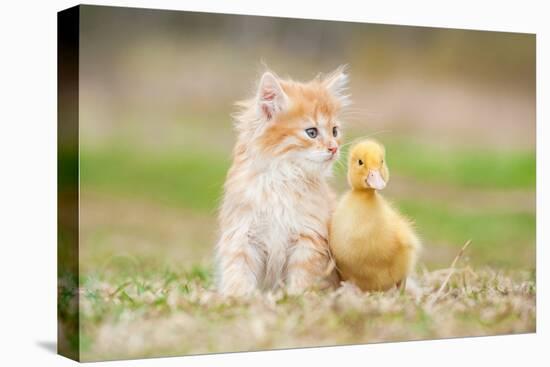 Adorable Red Kitten with Little Duckling-Grigorita Ko-Premier Image Canvas