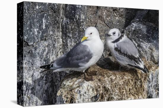 Adult and Juvenile Black-Legged Kittiwakes (Rissa Tridactyla) Nesting Near Stykkishholmur-Michael Nolan-Premier Image Canvas