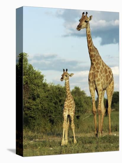 Adult and Young Giraffe Etosha National Park, Namibia, Africa-Ann & Steve Toon-Premier Image Canvas