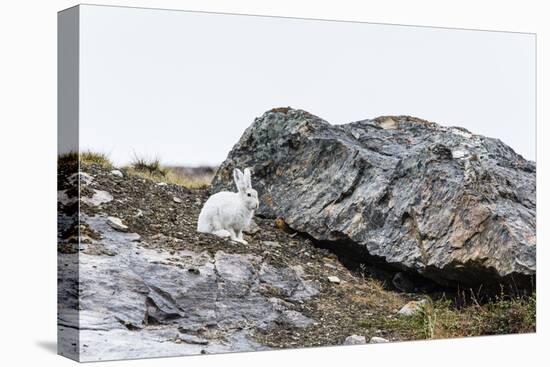 Adult Arctic Hare (Lepus Arcticus)-Michael Nolan-Premier Image Canvas