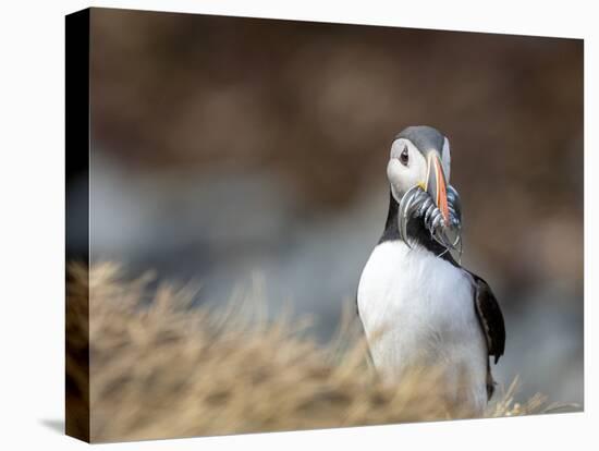 Adult Atlantic puffin (Fratercula arctica), returning to the nest site with fish-Michael Nolan-Premier Image Canvas