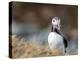 Adult Atlantic puffin (Fratercula arctica), returning to the nest site with fish-Michael Nolan-Premier Image Canvas