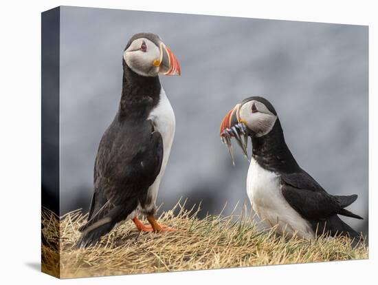 Adult Atlantic puffins (Fratercula arctica), returning to the nest site with fish-Michael Nolan-Premier Image Canvas